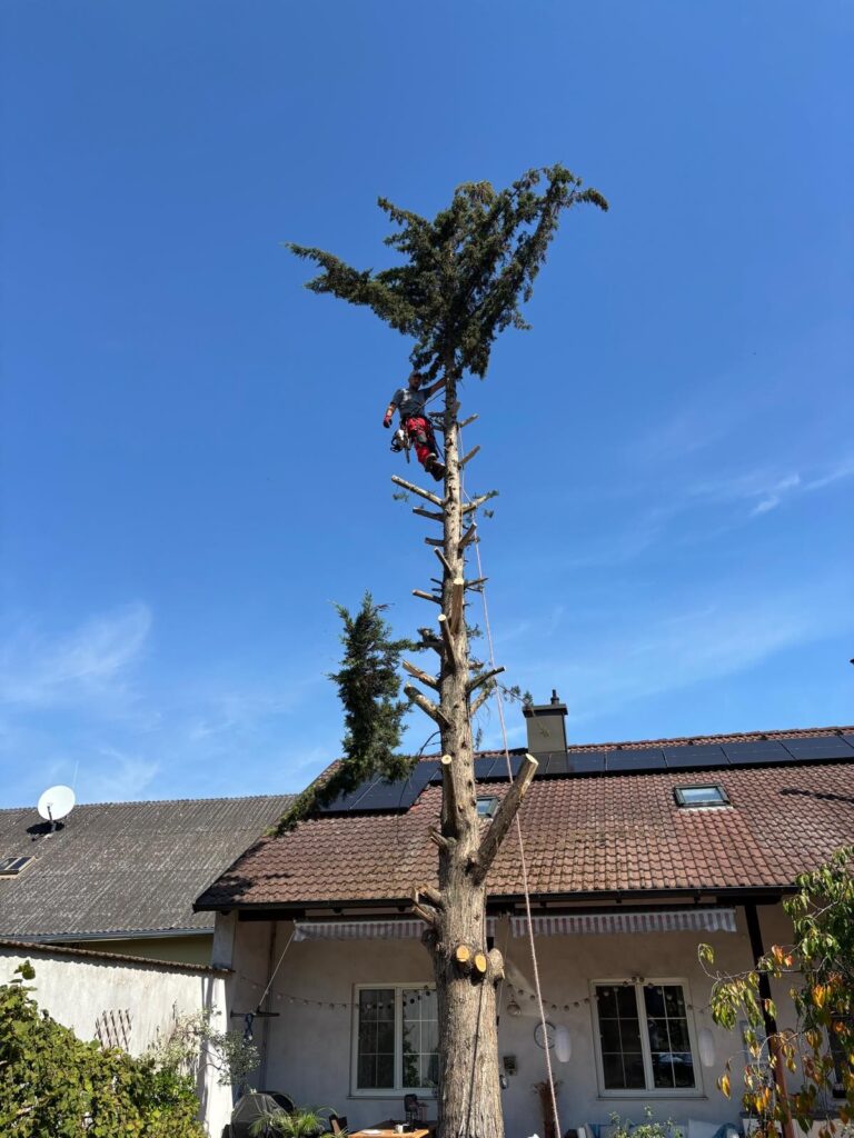 baumpflege baumschnitt wien berisha gartengestaltung